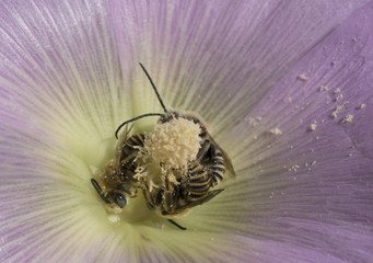 cute bees collect nectar in a lilac flower