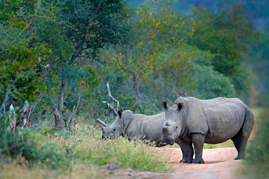 Rhino in forest habitat. Two White rhinoceros, Ceratotherium simum, with cut horns, in the nature habitat, Kruger NAtional Park. Africa. Wildlife scene from nature.  Big animal in the forest.