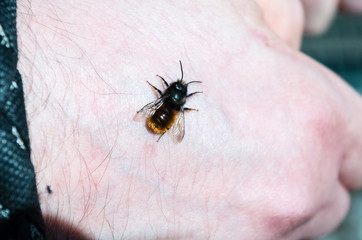 Close-Up of Insect on Hand