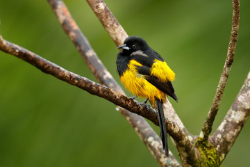 Black-cowled Oriole, Icterus prosthemelas, sitting on the green branch. Tropic bird in the nature habitat. Wildlife in Costa Rica. Orange black mountain bird in the dark green forest.