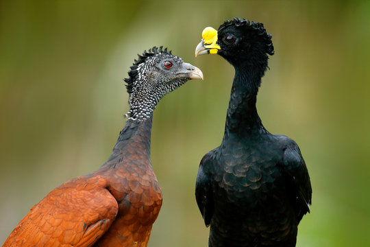 Great Curassow, Crax rubra, big black birds with yellow bill in the nature habitat, Costa Rica. Pair of birds, male and female. Wildlife scene from tropical forest. Detail portrait.