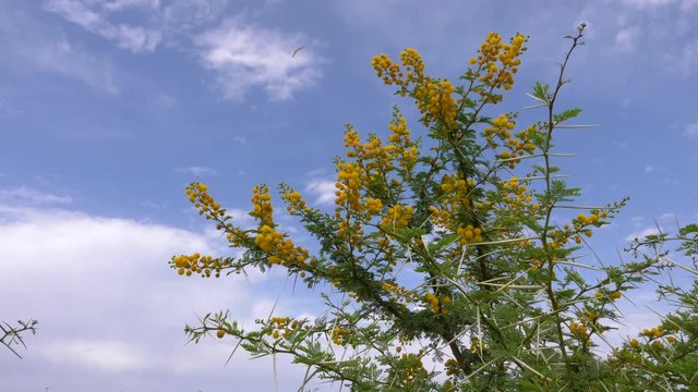 Flowering yellow acacia Vachellia Karroo with sharp spines on blue sky background. Flowers and pin