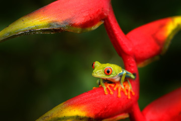 Beautiful red flower with rare frog with red eyes. Wildlife Costa Rica.
