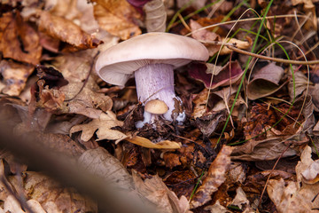 mushroom in the forest