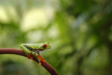 Beautiful frog in tropic forest. Agalychnis callidryas, Red-eyed Tree Frog, animal with big red eyes, in nature habitat, Costa Rica. Beautiful amphibian in the green vegetation.