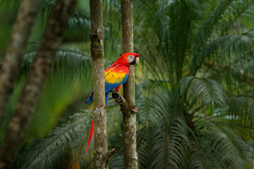 Red parrot Scarlet Macaw, Ara macao, bird sitting on the branch, Brazil. Wildlife scene from tropical forest. Beautiful parrot on tree freen tree in nature habitat.