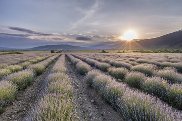 Sunset over a lavender field