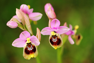 Ophrys tenthredinifera, Sawfly Orchid, Gargano in Italy. Flowering European terrestrial wild...