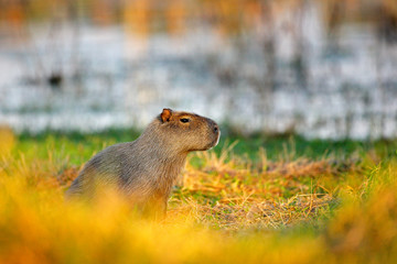 Naklejka na ściany i meble Capybara, Hydrochoerus hydrochaeris, Biggest mouse in the water with evening light during sunset, Pantanal, Brazil. Wildlife scene from nature.