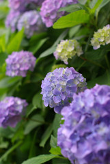 Fototapeta premium 紫陽花（hydrangea）