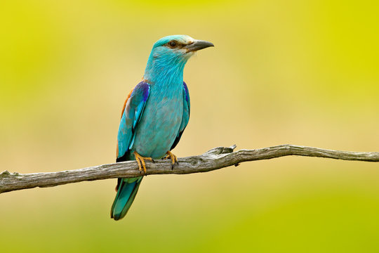 European Roller sitting on the branch, blurred yellow background. Wildlife scene from Europe nature. Colourful blue bird. Birdwatching in Hungary.