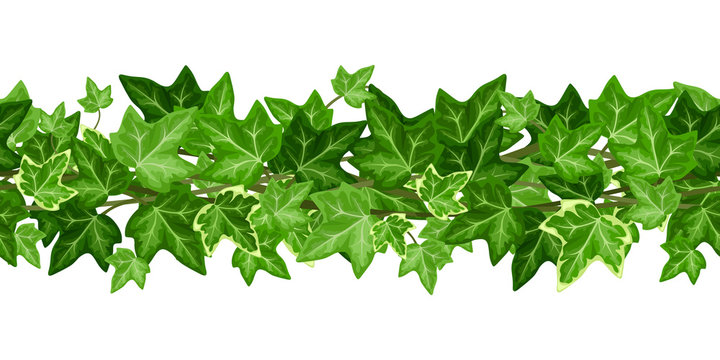 Vector horizontal seamless garland with green ivy leaves on a white background.