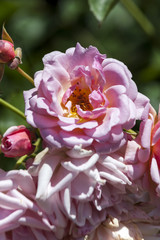 Rose 'Felicia' a springtime summer flower pink climbing semi evergreen shrub