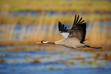 Common Crane, Grus grus, flying big bird in the nature habitat, Lake Hornborga, Sweden. Wildlife fly scene from Europe. 