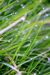 grass with dew drops