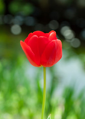 Obraz premium チューリップ