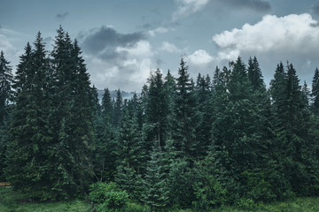 Magic misty forest in the morning