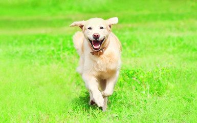 Happy Golden Retriever dog runs on the grass