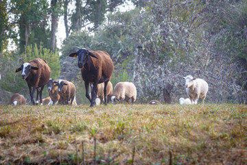 Fototapeta premium Flock of sheep grazing on a green field.
