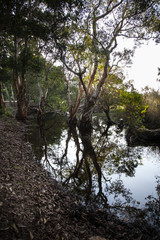 Picture of nature, roots