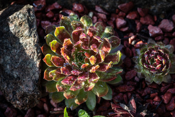 Succulent growing among rocks