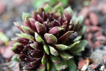Succulent growing among rocks