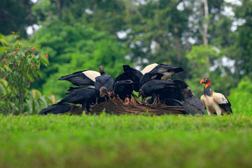 King vulture, Costa Rica, large bird found in South America. Wildlife scene from tropic nature....