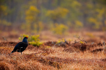 Black grouse on the bog meadow. Lekking nice bird Grouse, Tetrao tetrix, in marshland, Sweden. Spring mating season in the nature. Wildlife scene from north Europe.