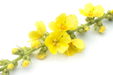Blooming Verbascum thapsus with yellow flowers, great mullein or common mullein, isolated on white background