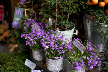 blue and violet flowers in pots on street market in Europe, Vienna.blue and white hydrangea,bellflower