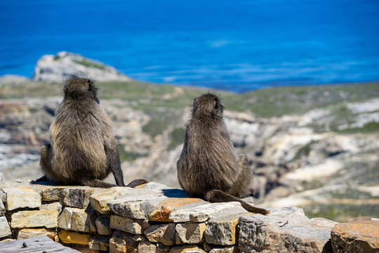 Two Monkey Sitting At Top Of The Rock