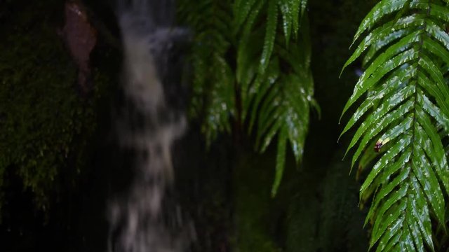 Leaves against the background of a pouring waterfall. Shevelev.