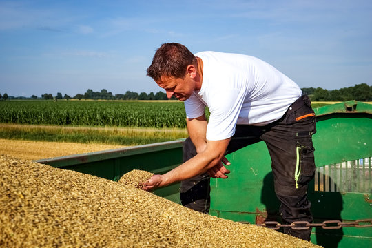 Getreideernte - Landwirt auf einem Erntewagen prüft die Getreidequalität