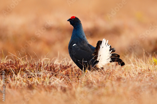 Black Grouse On The Bog Meadow Lekking Nice Bird Grouse