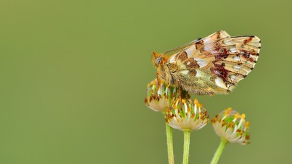 Boloria graeca  168