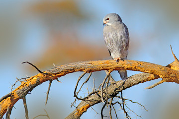 Lizard buzzard, Kaupifalco monogrammicus, birds of prey sitting on the branch with blue sky. Wildlife scene from African nature. Red eye kite in habitat, Chobe, Botswana.