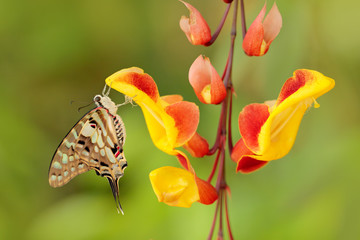 Butterfly Graphium antheus, Large striped swordtail, sitting on red yellow flower. Beautiful insect from tropic forest in Uganda, Africa. Bloom with butterfly.
