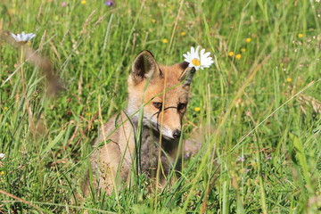 Renardeau portant une marguerite en guise de boucle d'oreille