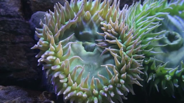 Giant Green Anemone, Anthopleura xanthogrammica close up.
