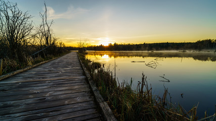 Naklejka premium nature