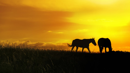 Fototapeta na wymiar pferde bei sonnenuntergang auf der weide. 