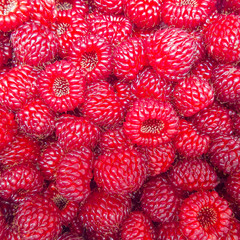 Edible red raspberries, freshness, fruit