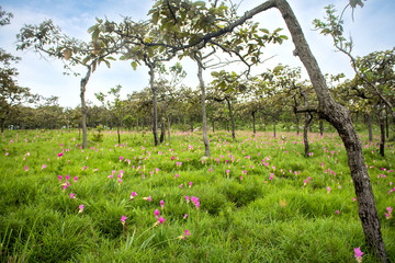 Fototapeta na wymiar Travel Unseen Thailand Siam tulip or Krachaiw flower fields in Pha hin ngam National Park at Chaiyaphum province 