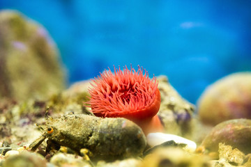 Fototapeta na wymiar The Sea anemone and the crustacean
