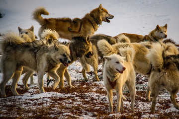 Greenlandic husky dogs wait to be harnessed to pull a sled through the Arctic snow near Ilulissat, West Greenland © Kylie