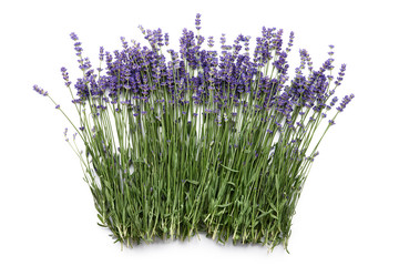 Fresh lavender flowers isolated on white background, top view
