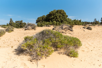 Thyme, juniper and subshrubs at the beach of Sarakiniko on Gavdos
