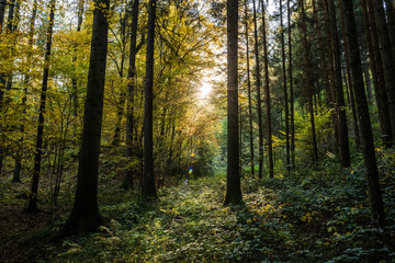 Fototapeta na wymiar Lichtstimmung im Wald