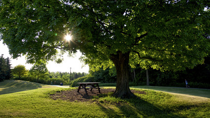 sunrise in the morning at the park