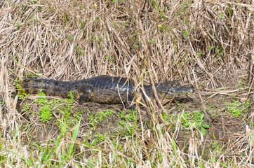 Beautiful Jacare (Caiman yacare) in the Brazilian wetland.